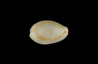 藏品(金環寶螺)的圖片